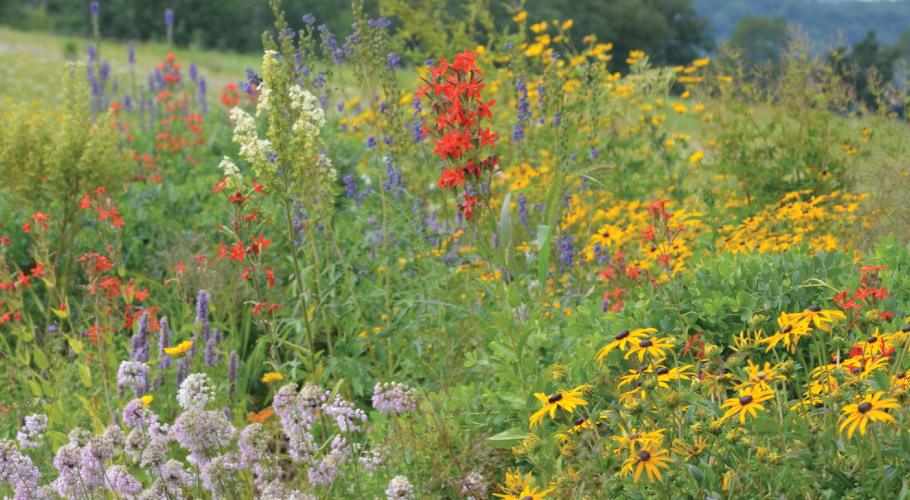 Native Seeds and Plants for Gardening and Restoration