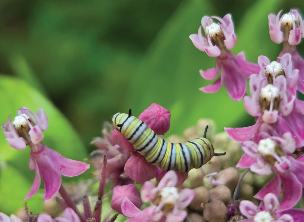 Time to Pre-Order Fall Plants!