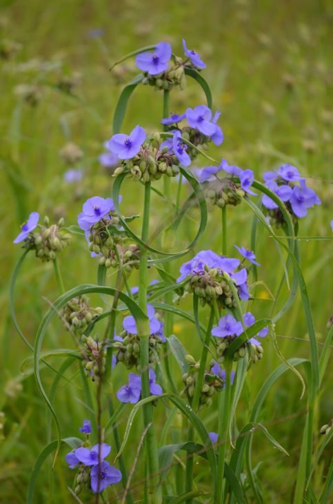 Tradescantia ohiensis Ohio Spiderwort | Prairie Moon Nursery