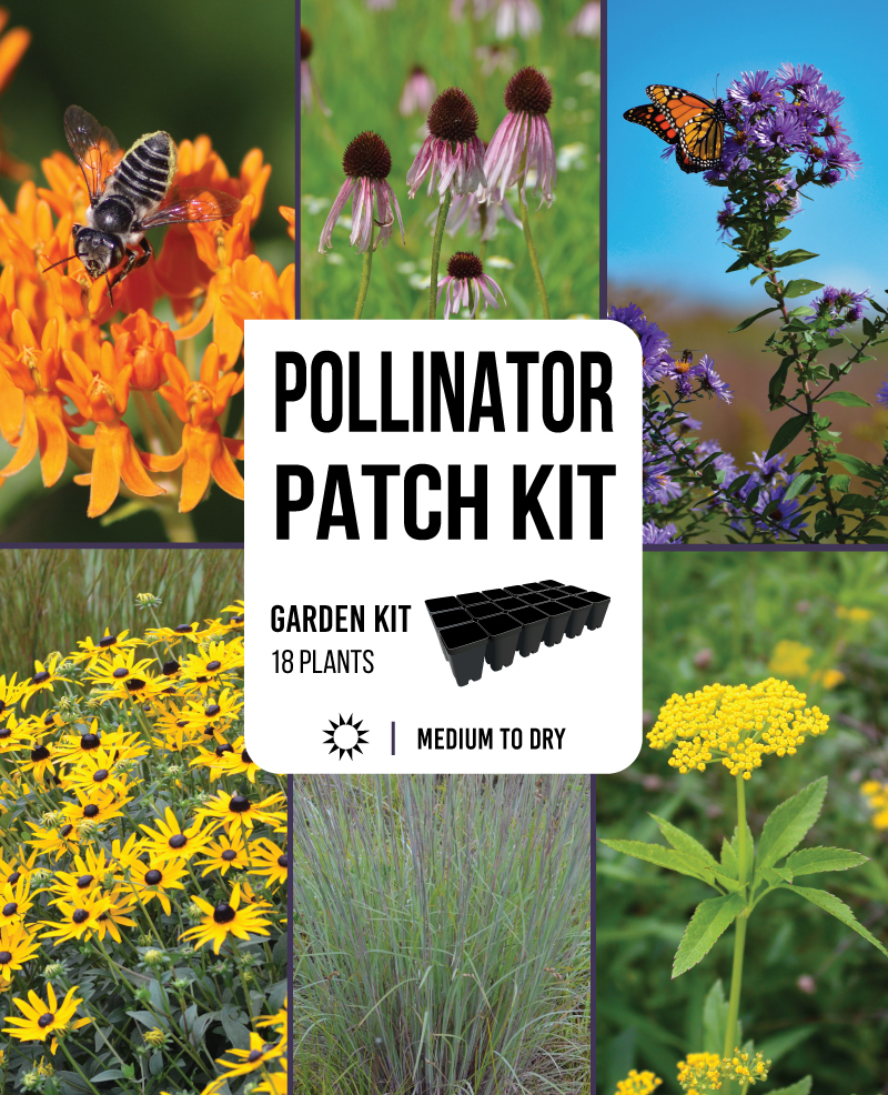 メイフラワーカンパニー Pollinator Patch Garden Kit | Prairie Moon Nursery