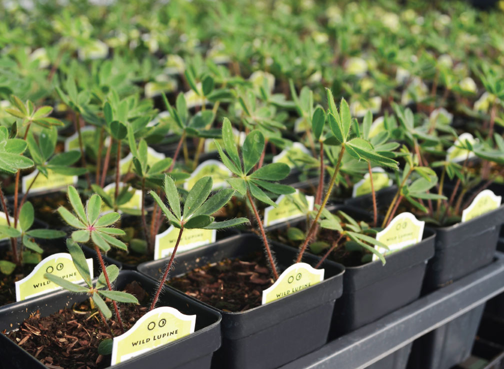 2025 SEED PACKET SALE!