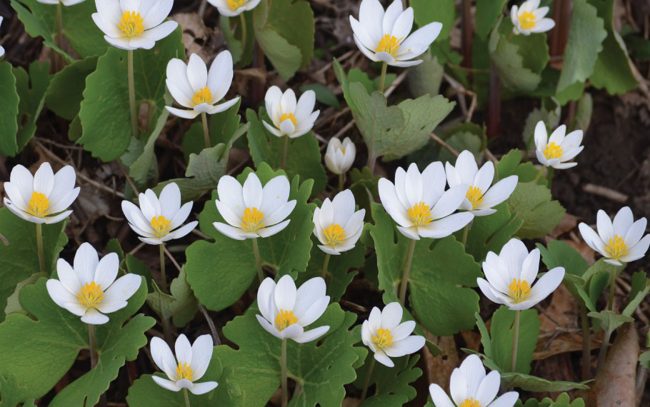 Native Seeds and Plants for Gardening and Restoration