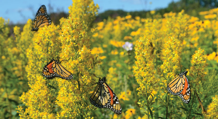 Native Seeds and Plants for Gardening and Restoration