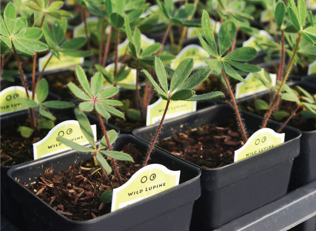 Prairie Moon Nursery Storefront