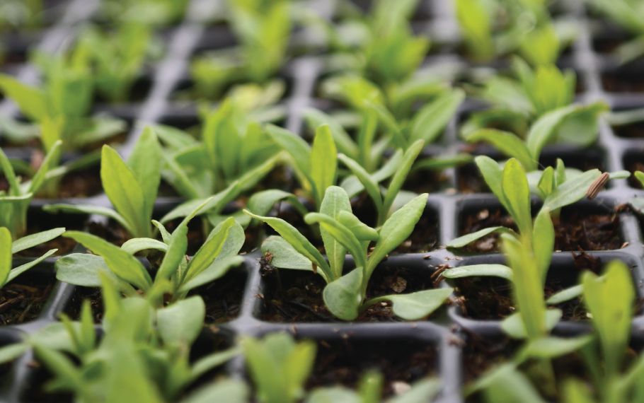 Native Seeds and Plants for Gardening and Restoration