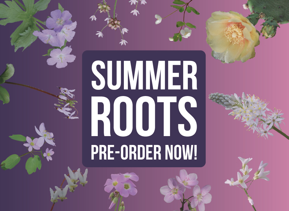 summer dormant roots