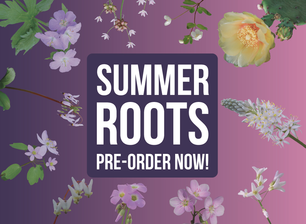 $10.00 off colossal pollinator gardens