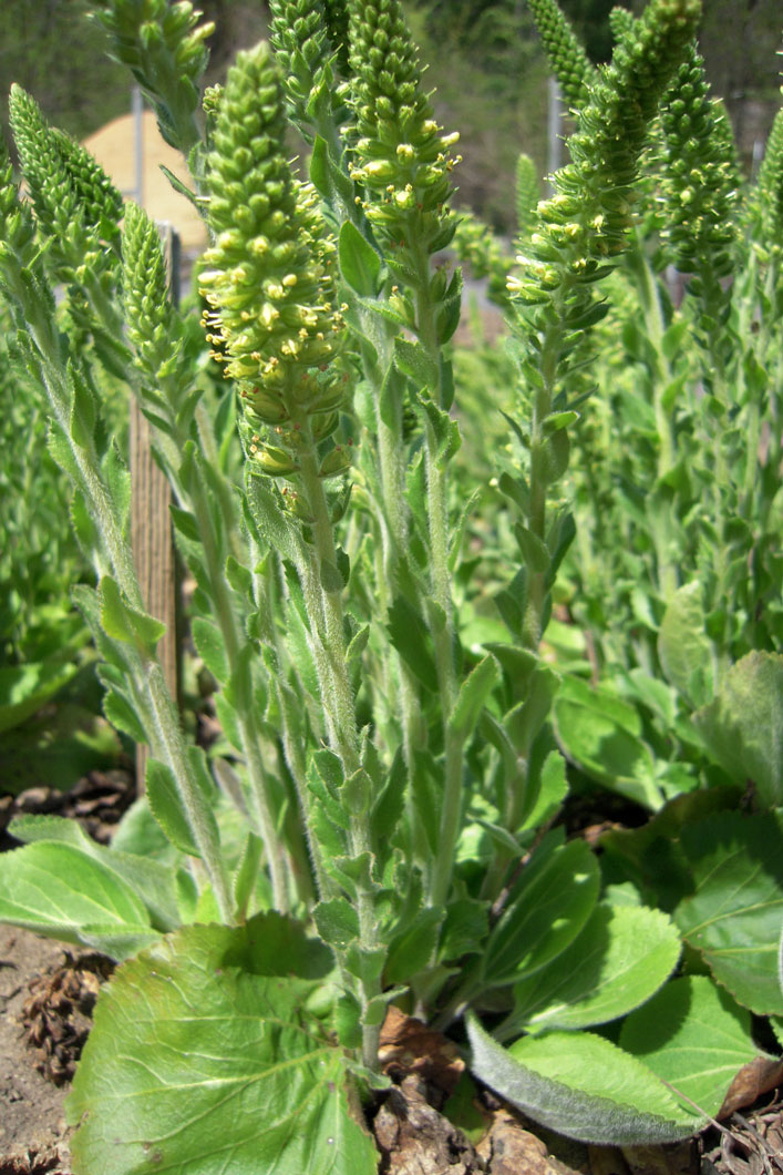 Synthyris bullii Kittentails | Prairie Moon Nursery