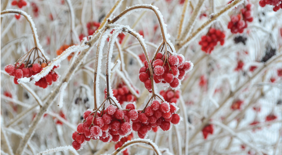 Native Seeds and Plants for Gardening and Restoration