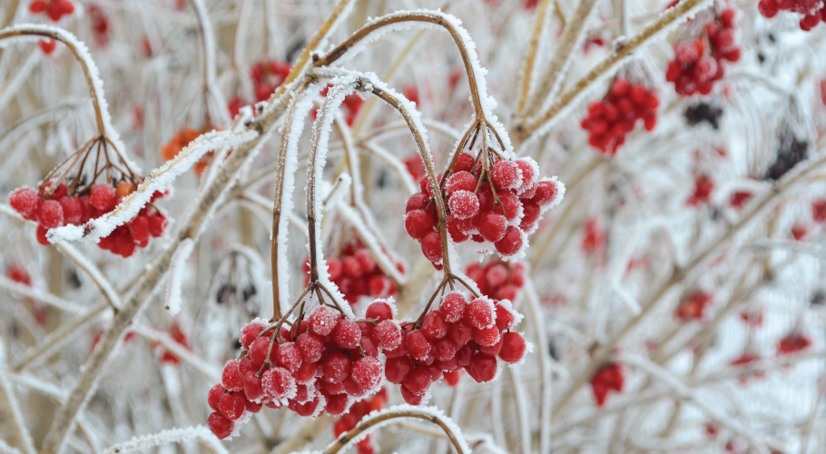 Native Seeds and Plants for Gardening and Restoration