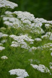 Achillea millefolium
