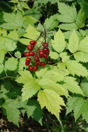Actaea rubra