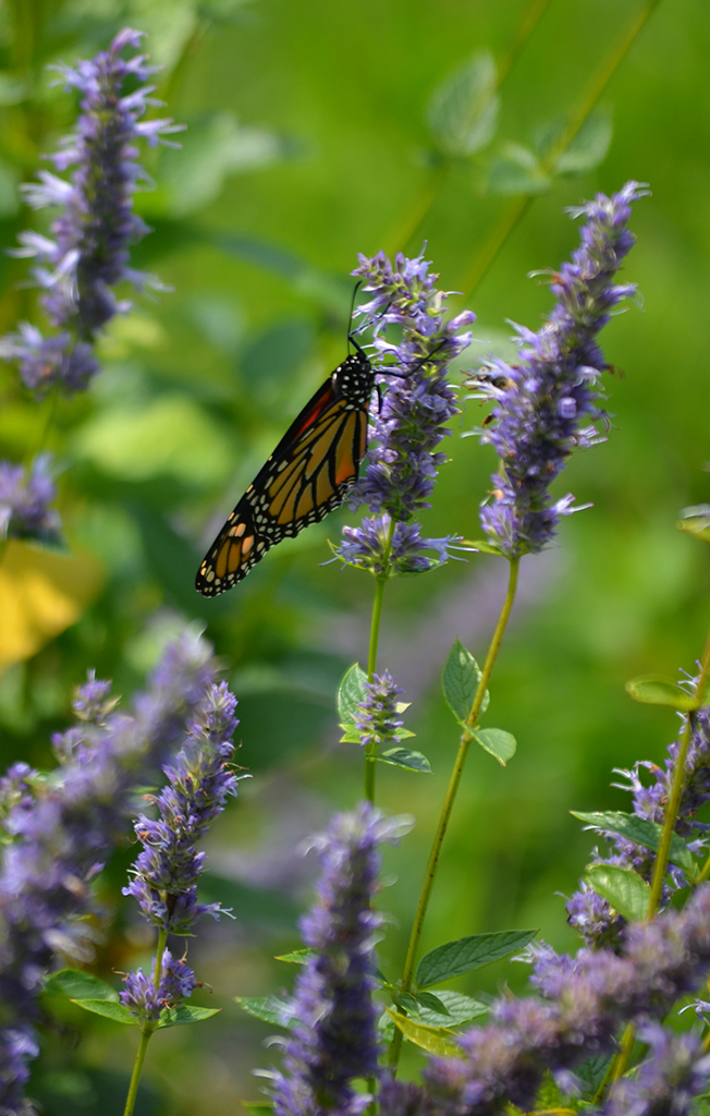 Some Of Explore Cornell - Home Gardening - Flower Growing Guides