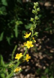 Agrimonia gryposepala