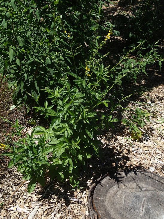 Agrimonia gryposepala Tall Hairy Agrimony | Prairie Moon Nursery