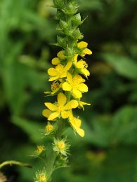 Agrimonia striata