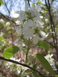 Amelanchier sanguinea