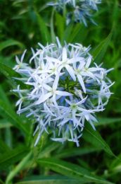 Amsonia tabernaemontana