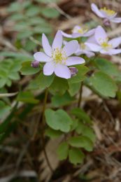 Anemonella thalictroides