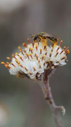 Antennaria neglecta