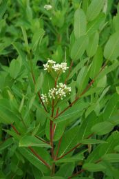 Apocynum sibiricum