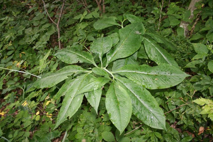 Arisaema dracontium Green Dragon | Prairie Moon Nursery
