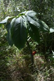 Arisaema dracontium
