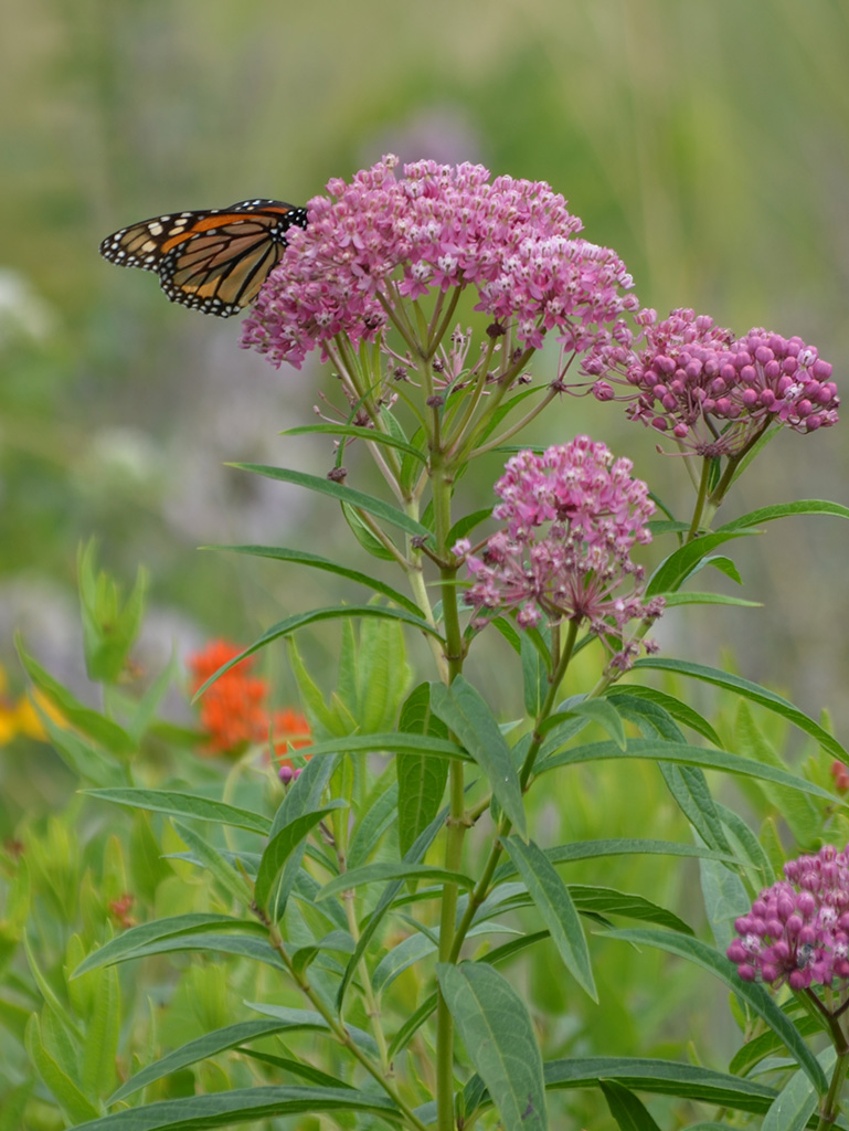 Swamp Milkweed Plant