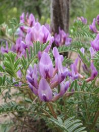 Astragalus crassicarpus