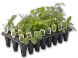 Pollinator Garden Kit
