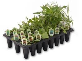 Rain Garden Kit for Pollinators