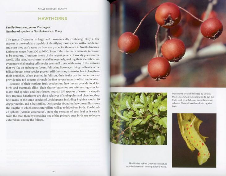 Bringing　Nature　Home　洋書 Bringing Nature Home - Homegrown National Park