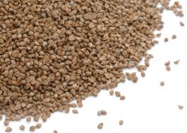 Echinochloa crusgalli - Cover Crop