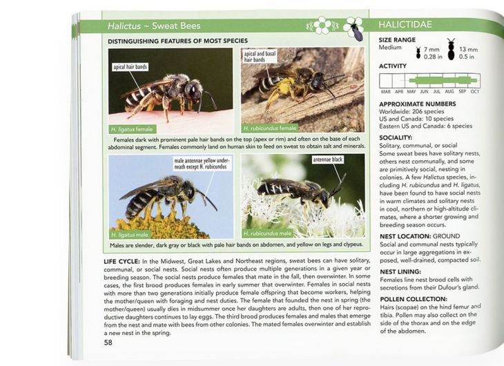 Identify Different Types Of Bees