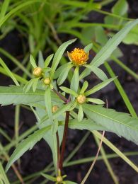 Bidens connata