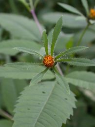 Bidens frondosa