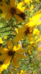 Bidens polylepis