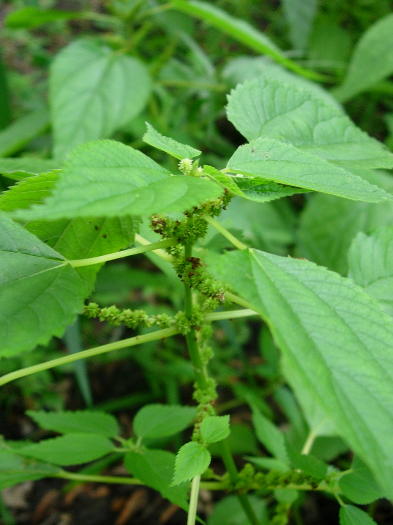 Boehmeria cylindrica Smallspike False Nettle Prairie 