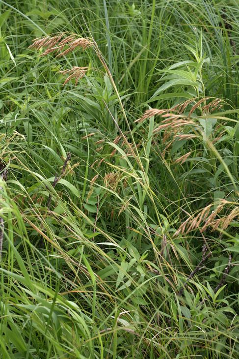 Bromus ciliatus Fringed Brome