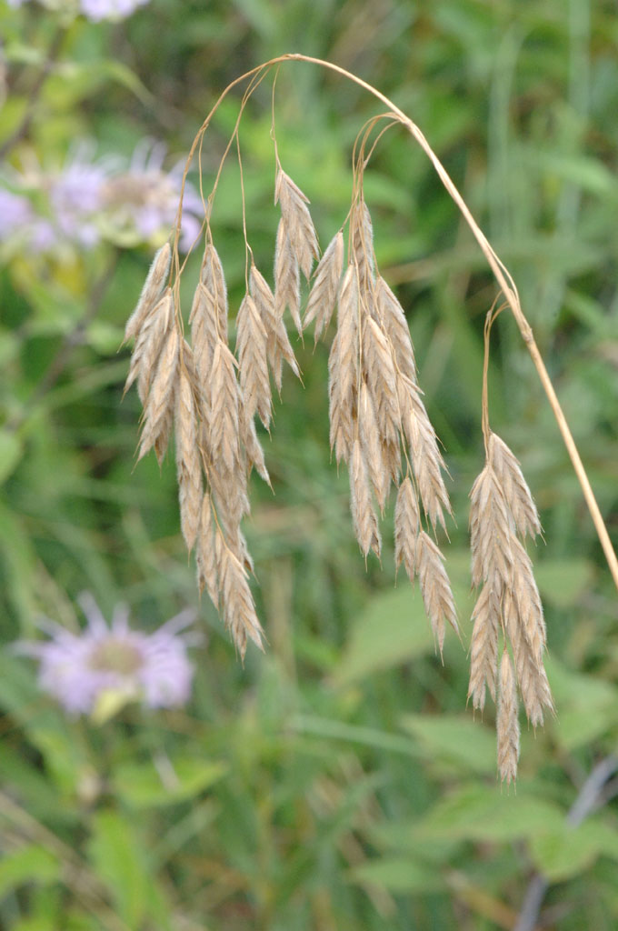 Fringed Brome Grass - Seed