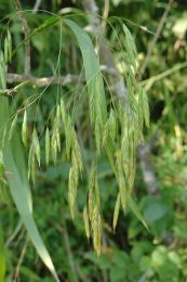 Bromus latiglumis