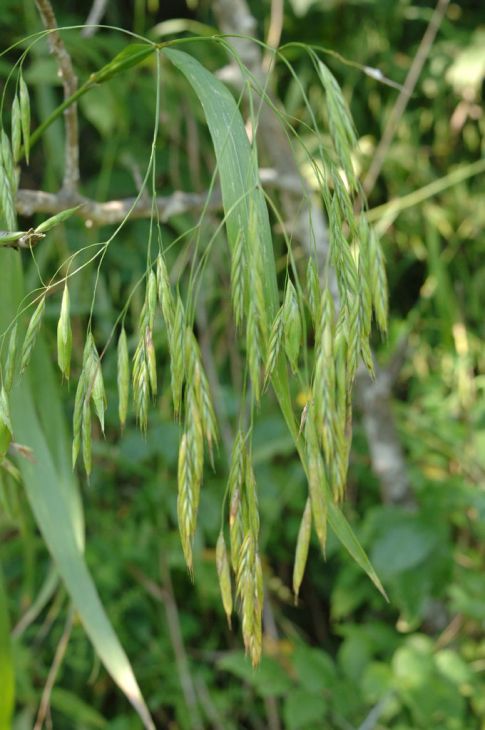 Bromus latiglumis Ear-leaved Brome