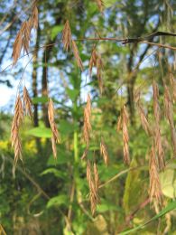 Bromus pubescens