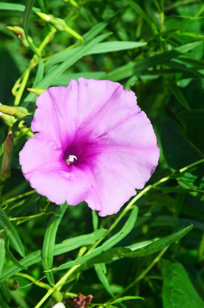 Ipomoea leptophylla Bush Morning Glory | Prairie Moon Nursery