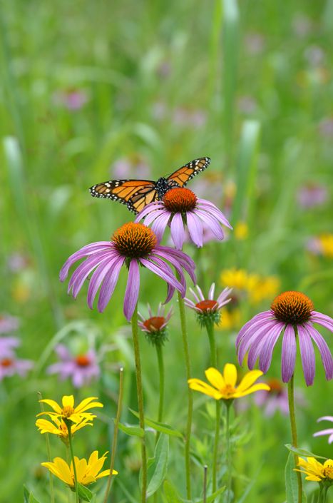 Erfly And Hummingbird Garden For Moist Soils