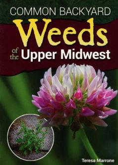 Common Backyard Weeds of the Upper Midwest
