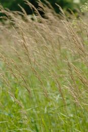 Calamagrostis canadensis
