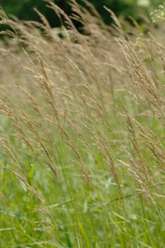 Sweetgrass - 1 Gal. pot - Mature Plant Division - Heirochloe odorata -  Organic, Non-GMO, All Natural, etc.