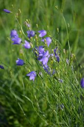 Campanula rotundifolia