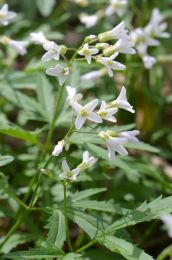 Cardamine concatenata